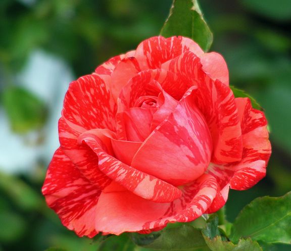 Red Intuition photo ri2013_07060138_zpsd41c2997.jpg